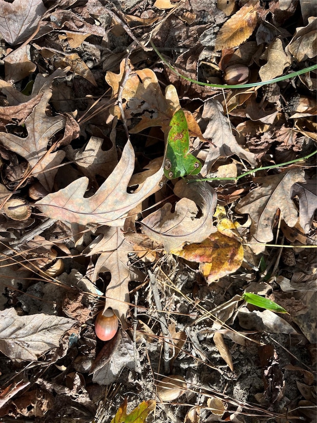 TBD State Highway 155, Winona, TX 75792 - photo 3