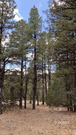 Big Trees