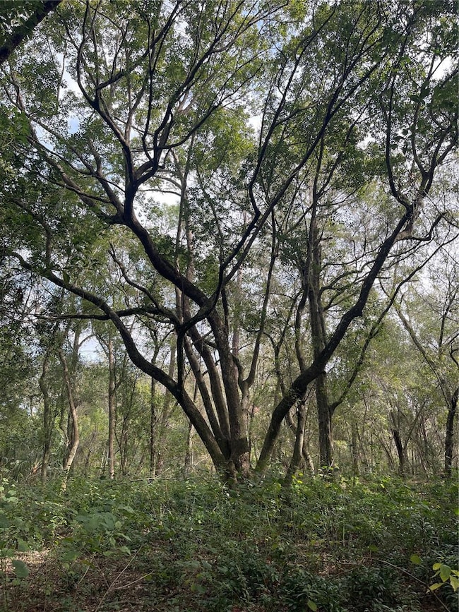 0 Ross Creek Rd, Lakeland, FL 33810 - photo 6