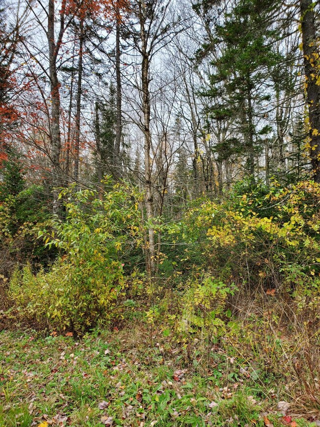 Ryans Lane, Cushing