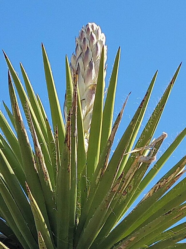 51550 Texas 118 unit H-69, Terlingua, TX 79852 - photo 3