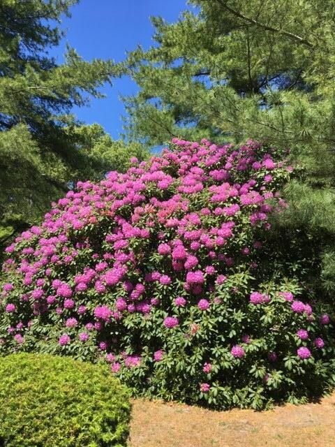 15 Dancing Brook Rd, South Yarmouth, MA 02664 - photo 4