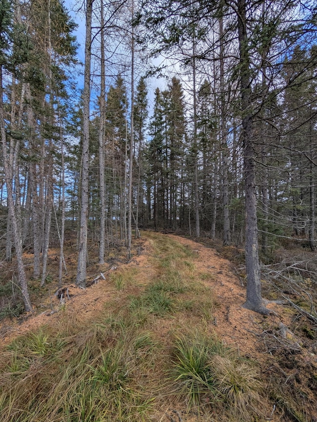 VL Slough Lake Rd, Forsyth Township, MI 49841 - photo 3