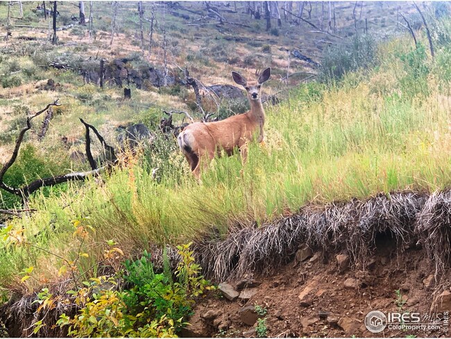 1500 Whale Rock Rd, Bellvue, CO 80512 - photo 2