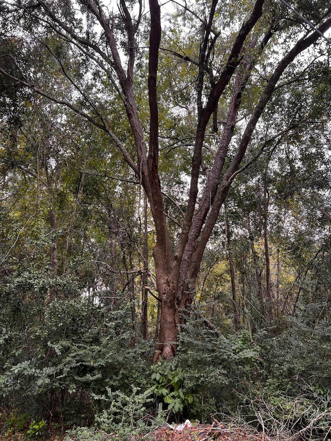 2560 Cherry Point Rd, Wadmalaw Island, SC 29487 - photo 5