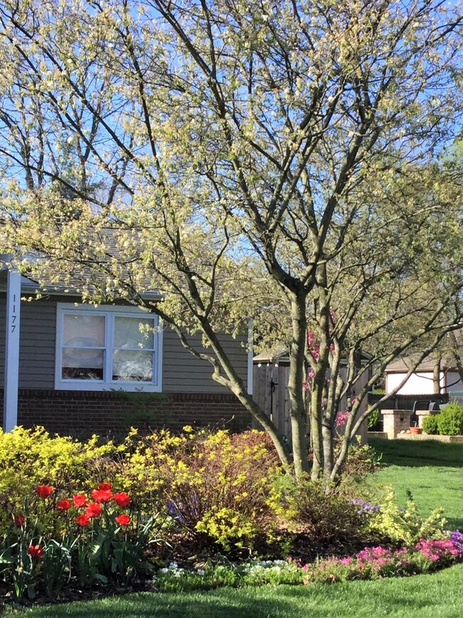 Front landscaping