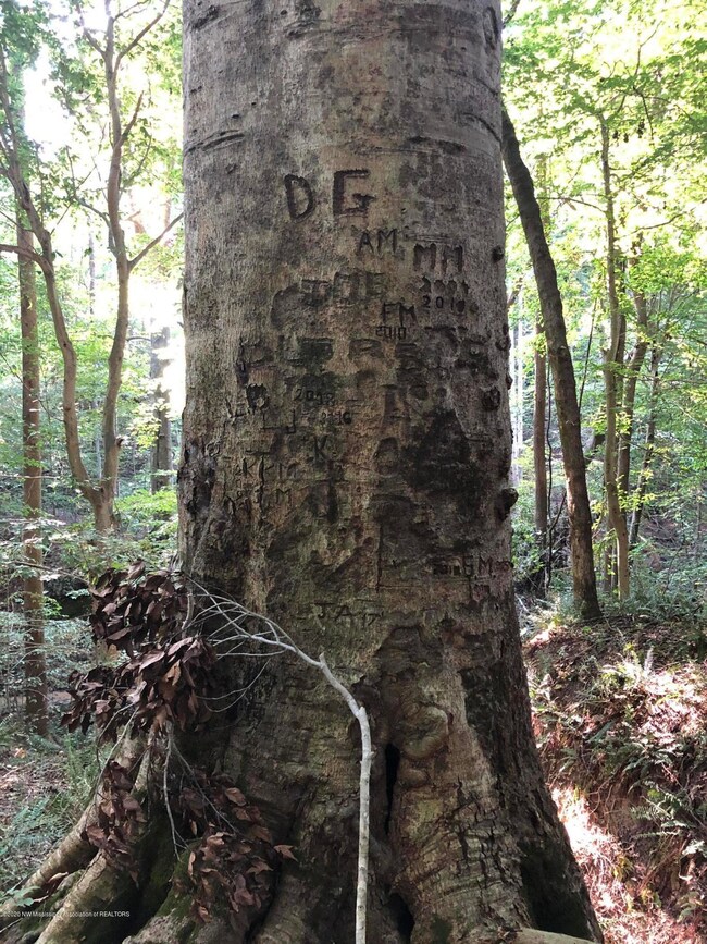 Family Tree