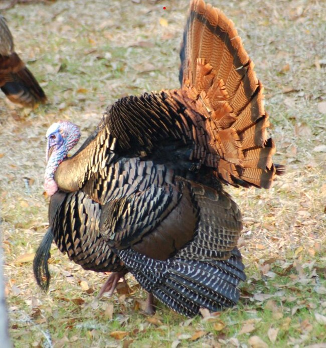 Rice Hope Turkey