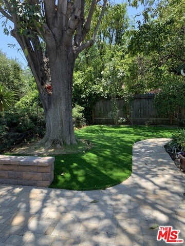 tree and backyard