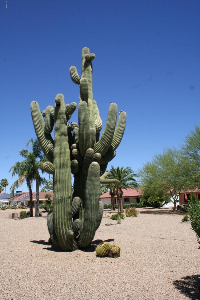 Large Saguaro Cactus