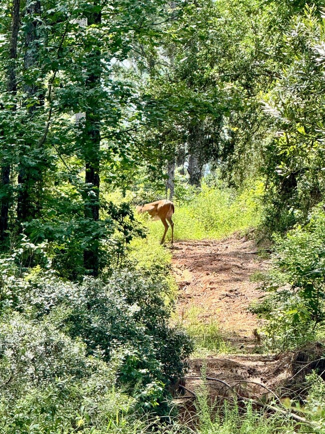 0 Slim Palmer Rd unit 23385330, Zavalla, TX 75949 - photo 6