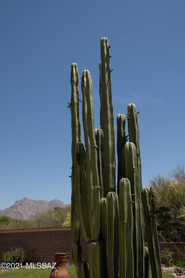backyard w catalina mtns