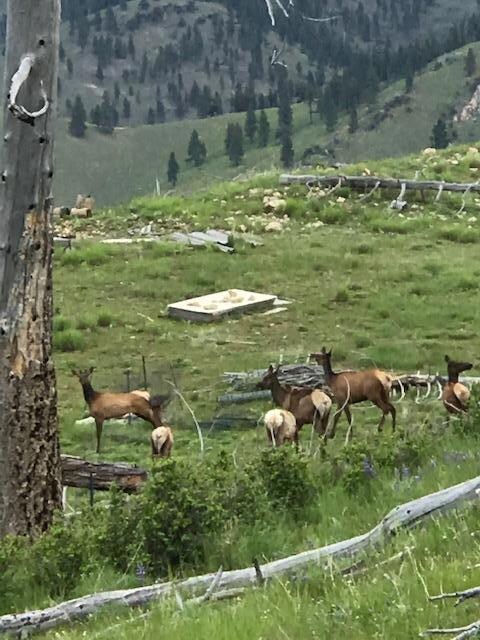 Lot 6 Dickson Creek Rd, Darby, MT 59829 - photo 5