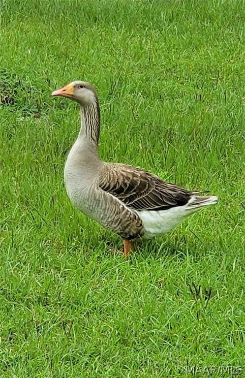 The Resident Goose