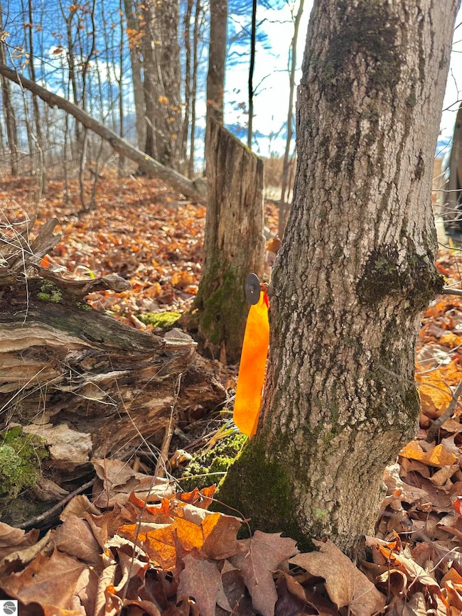 TBD Blackberry Ln, Star Township, MI 49730 - photo 7