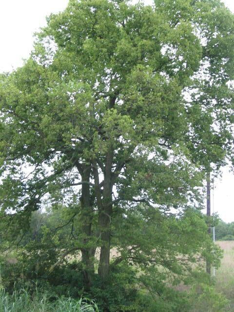 1100 Alexandria Dr, Lawrenceburg, KY 40342 - photo 2