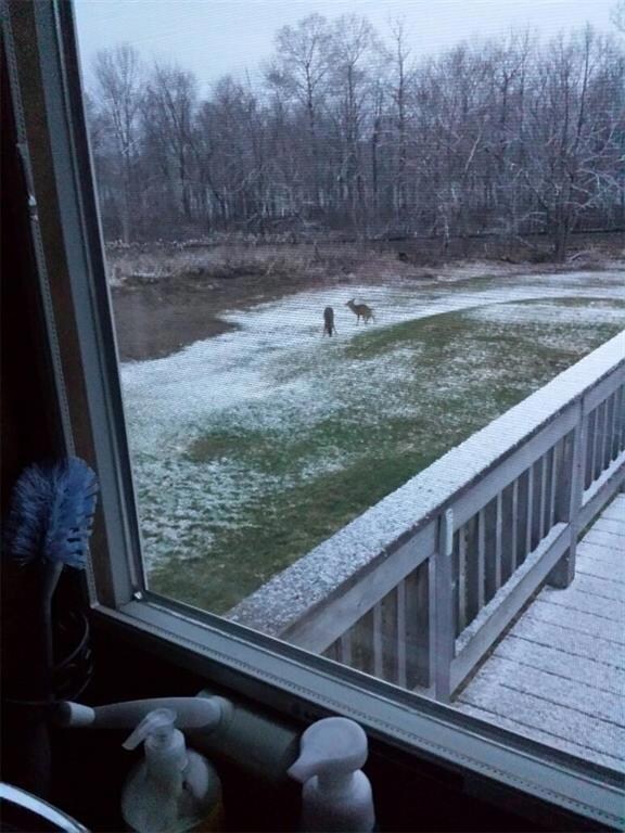 Plenty of wild life right out your...