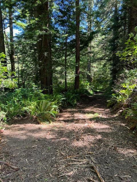 12.3 Acres Splinter Ln, Arcata, CA 95521 - photo 7
