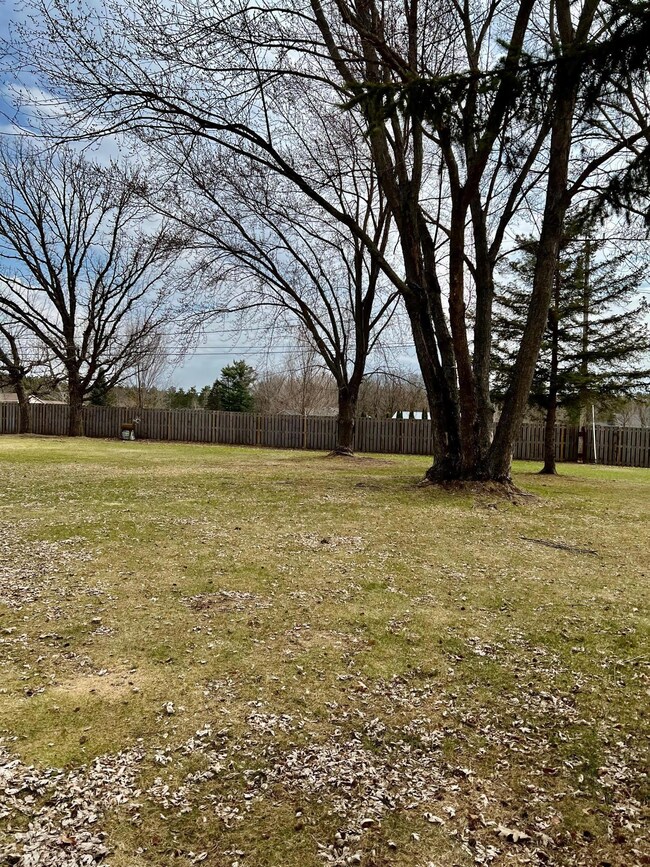 Mature trees w fencing.jpg