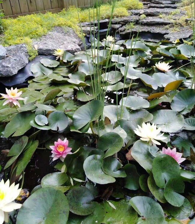 Lotus 1 (1)