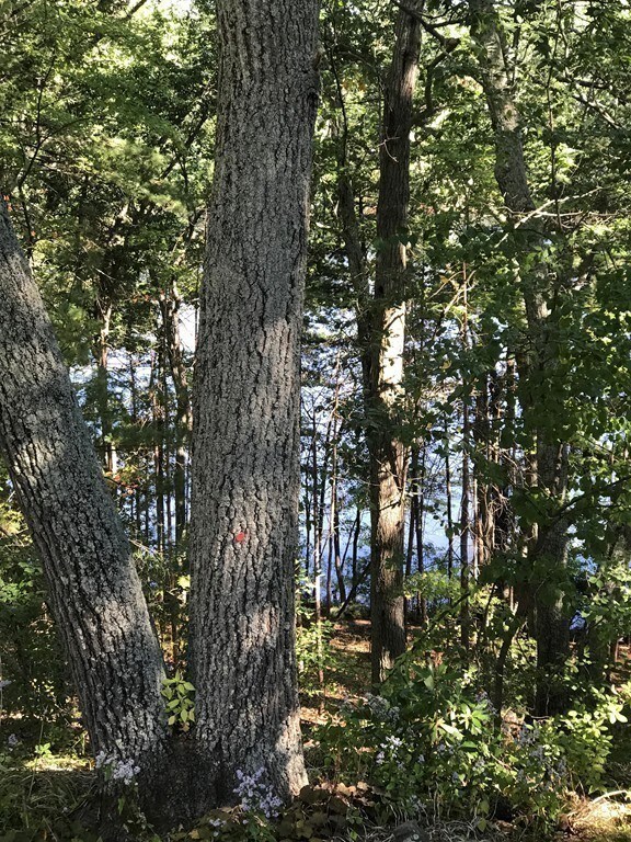 335 Hemlock Cir unit 335, Lincoln, MA 01773 - photo 7