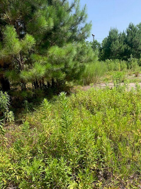 10881 Fostoria Rd, Cleveland, TX 77328 - photo 5