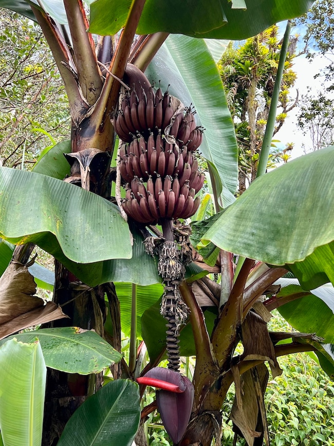 Red bananas -- almost ready to harvest