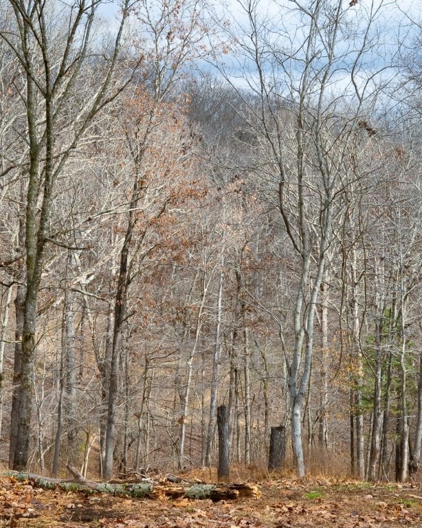 LOt 4 S Old Dutch, Prairie Creek, AR 72756 - photo 2