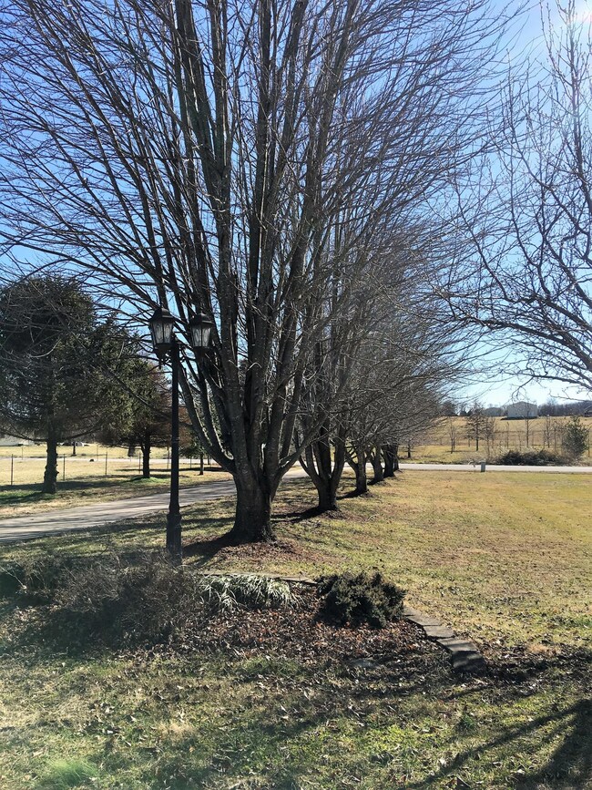 Tree lined drive