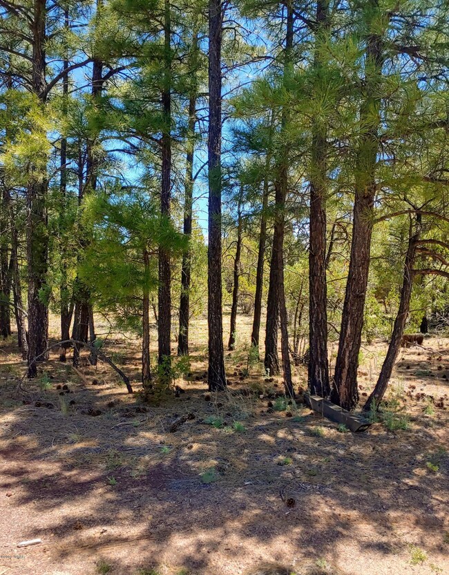 Tall Pines