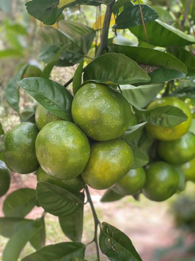 4885 Hodges Rd, Dixie, GA 31629 - photo 7