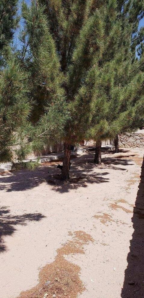 517 Cristian Ct, Horizon City, TX 79928 - photo 5