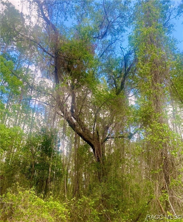The pretty oak on back of lot.
