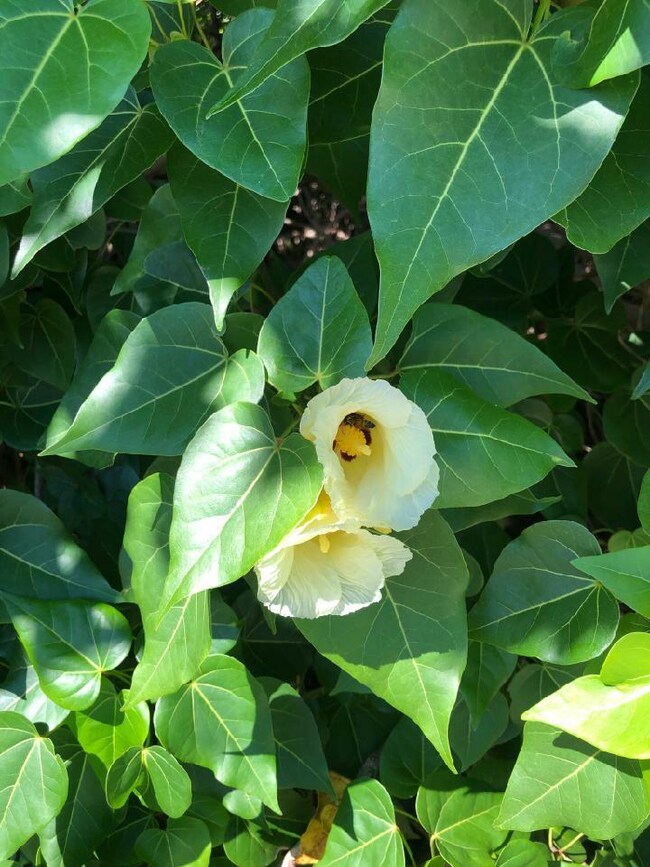 Indian Tulip Tree in Bloom