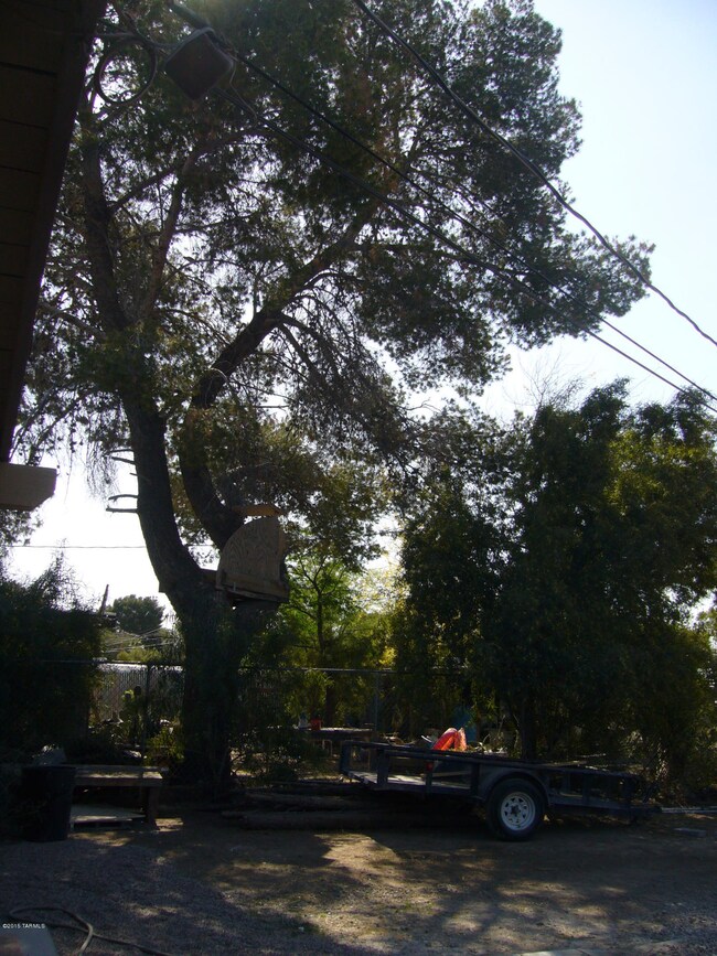 Shady Backyard