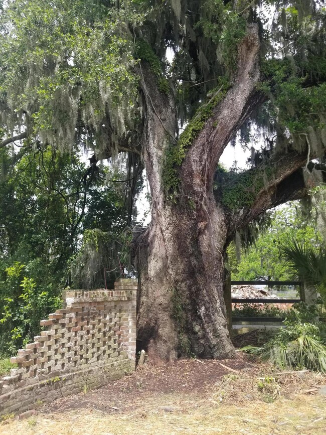 Tree in front