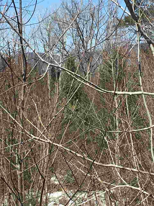 7 Steeple View Dr unit 7, Bethlehem, NH 03574 - photo 2