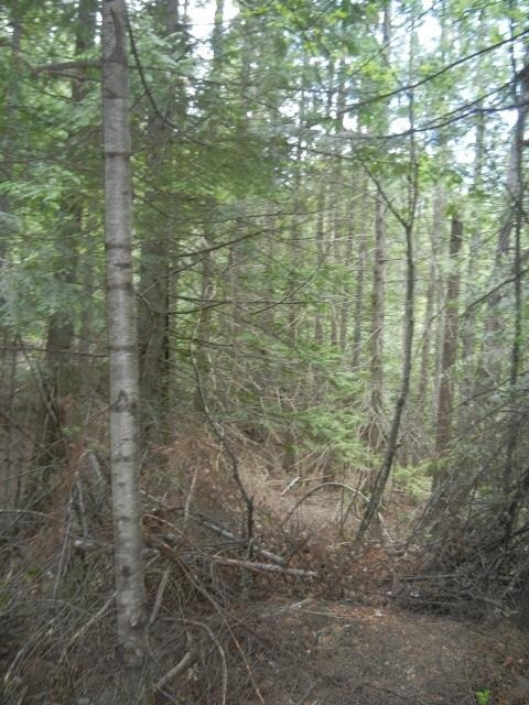 1895 Blue Creek Rd W, Chewelah, WA 99109 - photo 6