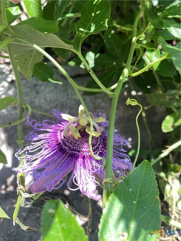 Passion flower vine