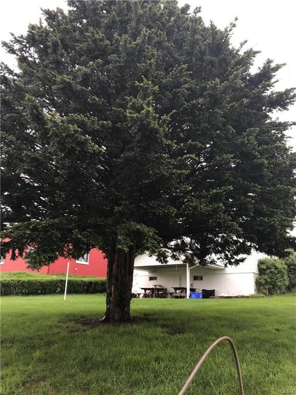 Large tree offers shade!