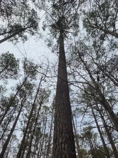 0 Hooks Rd, Pittsview, AL 36871 - photo 4