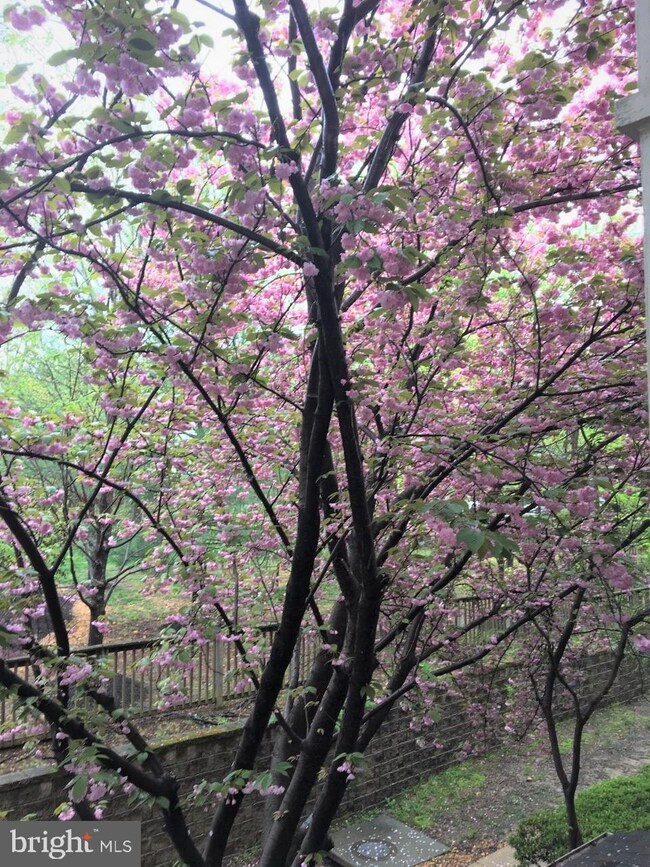 2331 Henshaw Place unit 101, Alexandria, VA 22311 - photo 3