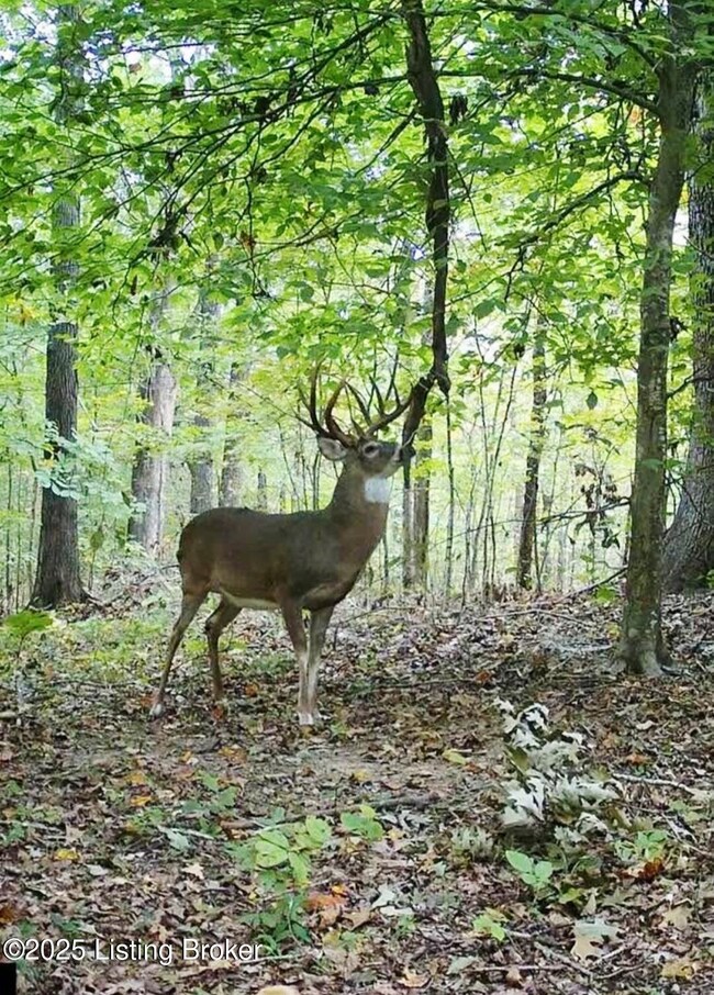 0 Nan Bishop Rd, Glasgow, KY 42141 - photo 4