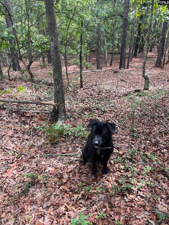 BHL 1 Boise Cascade Rd unit BHL 1, Bethune, SC 29009 - photo 4