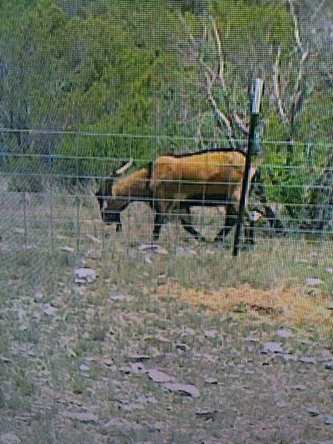 Rd, Comstock, TX 78837 - photo 6