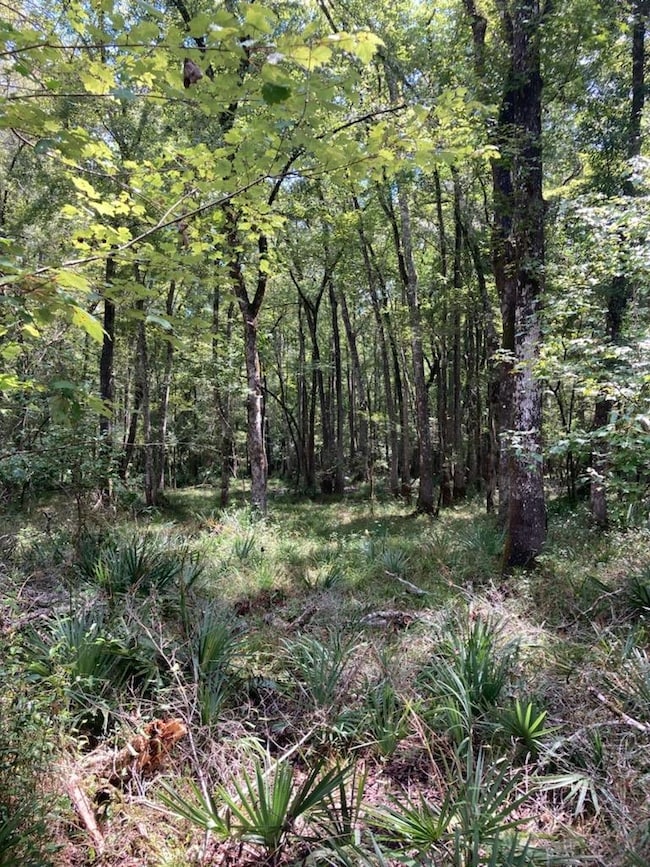 0 McPhaul Rd, Crawfordville, FL 32327 - photo 5