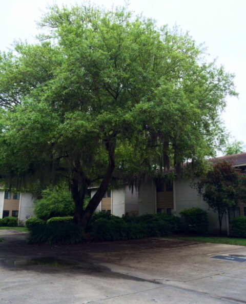 227 Walmar Grove, Saint Simons Island, GA 31522 - photo 4