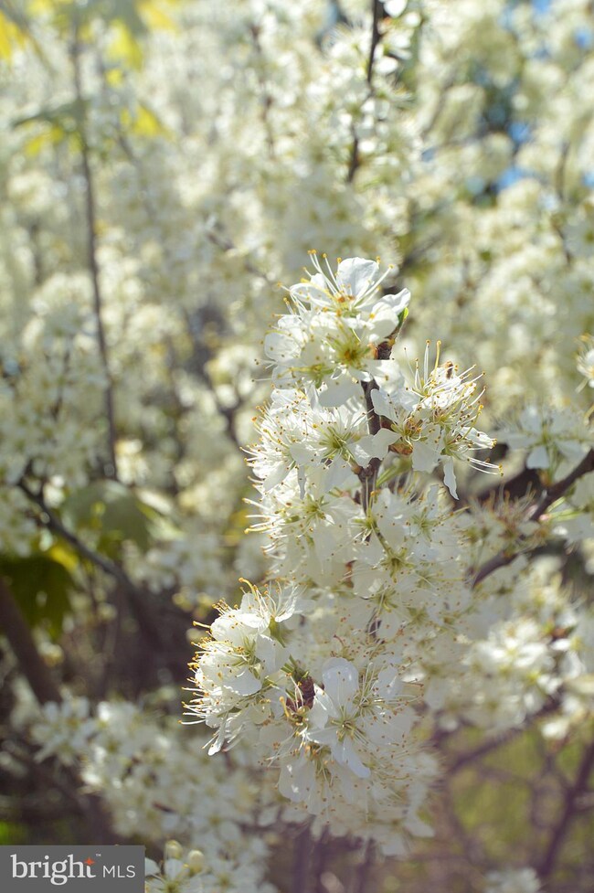 9695 Winchester Grade Rd, Berkeley Springs, WV 25411 - photo 5