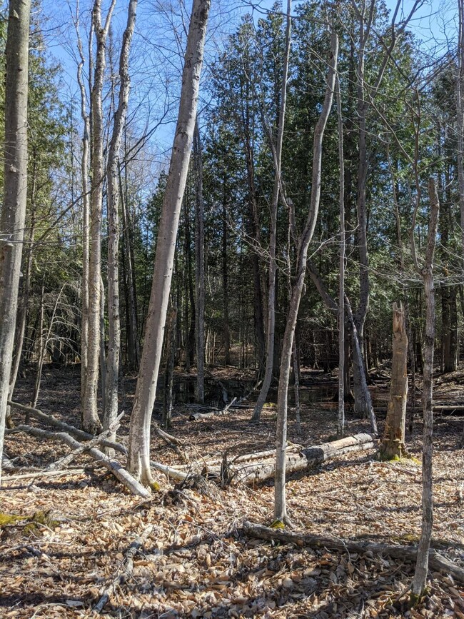 Gorman Rd. St. Ignace MI (1)