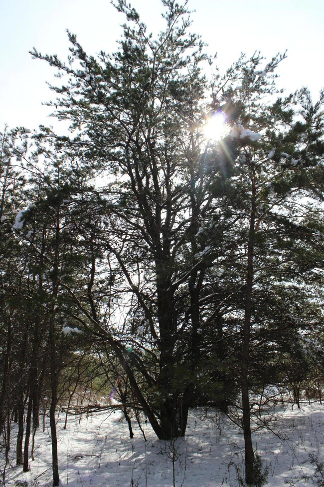 Mature Pines